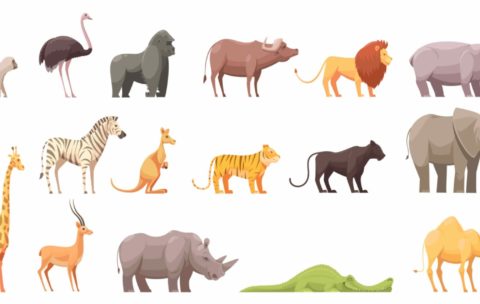 Dangerous animals