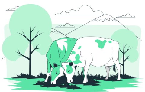 cows and climate change